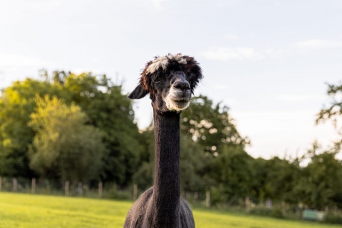 Timmy