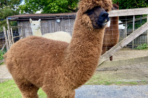 Jakob